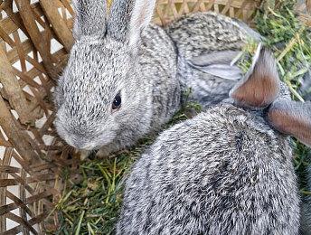 《雪地奔驰》与Jeep合作增添了两台越野传奇车型 